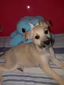 Imagem do Produto