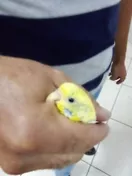 Imagem do Produto